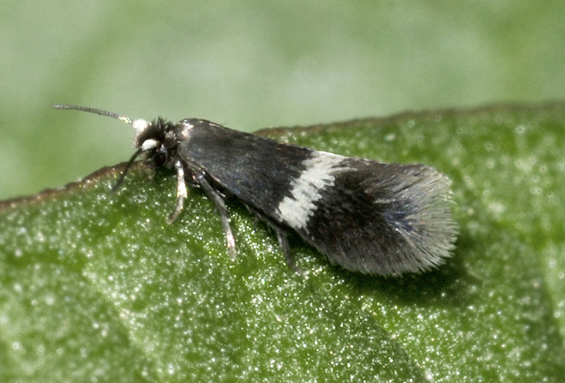 Ectoedemia occultella - Nepticulidae